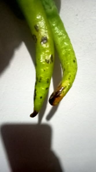 يا أهل الخبرة أنا رشيت اكاروسى وفطرى